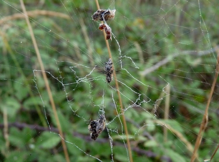 Cyclosa insulana